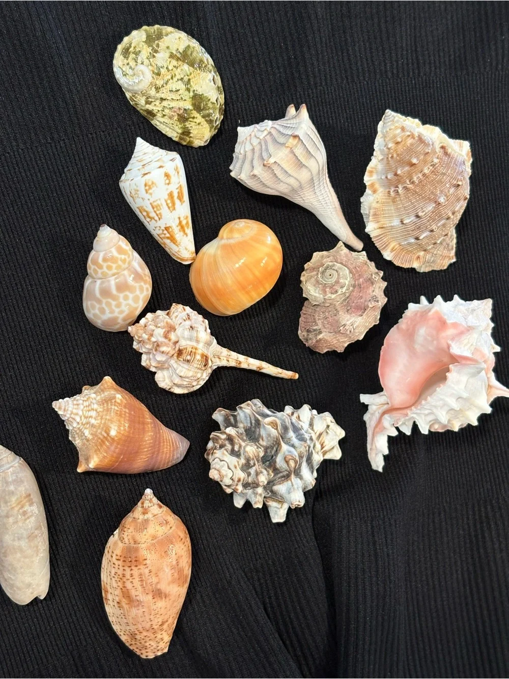 Seashells Lot ~ Natural Seashell Collection Murex Turbo Whale Eye Conus Abalone